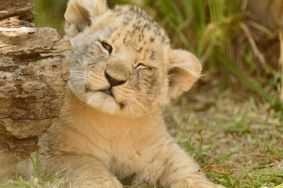 Tour Sudafrica: CAPE TOWN - MPUMALANGA - PANORAMA ROUTE- SAFARI - PRETORIA - JOHANNESBURGH Tour Sudafrica: CAPE TOWN - MPUMALANGA - PANORAMA ROUTE- SAFARI - PRETORIA - JOHANNESBURGH